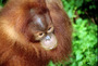 sumatra - bukkit lawang - orang utan.jpg